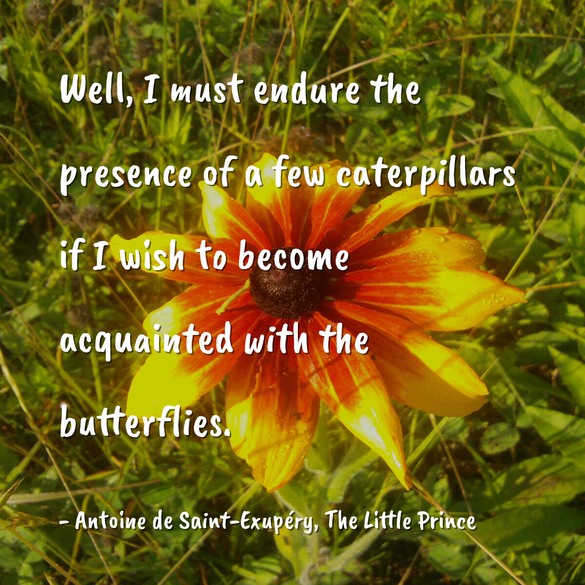 Well, I must endure the presence of a few caterpillars if I wish to become acquainted with the butterflies.